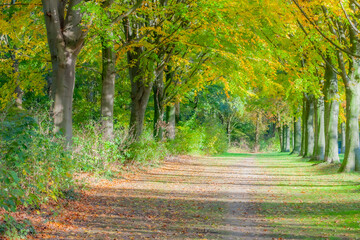 Wall Mural - Autumn landscape of a rural dirt road covered in dry leaves between huge trees with golden yellowish green foliage and wild plants, disappearing into blurred background, sunny day in the Netherlands