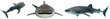Whale shark bundle (front, side and top view) isolated on a transparent background, marine animal collection