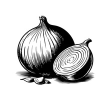 Onion Vector Hand Drawn Black And White