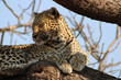 Leopard in the Tree, South Africa