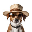 Cool dog in summer clothes, straw hat and sunglasses: Embodying the Summer fun concept, Isolated on Transparent Background, PNG