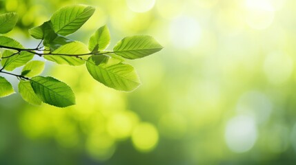 Wall Mural - spring background, green tree leaves on blurred background ,natural background for graphics