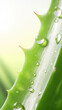 Aloe vera com gotas de agua. cheio de detalhes- Papel de parede macro