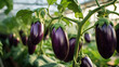 © Алена Ваторина - Growing ripe eggplants in an agricultural greenhouse