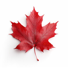 Wall Mural - Red maple leaf isolated on a white background