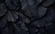 Abstract black leaves for tropical leaf background.