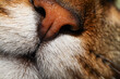 particolare naso gatto domestico tigrato.