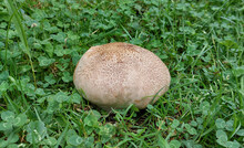 Purple-spored Puffball Mushroom Growing In Clover Grass Field