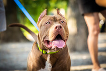 Beautiful Proud Pretentious American Staffordshire Terrier Bully Cane Corso Bulldog Staffy Cropped Ears Portrait