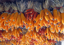 Corn Cobs Hanging From The Ceiling Of The Farm To Dry Them Preventing Them From Being Gnawed By Rodents