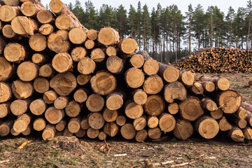 deforestation, forest destruction. timber harvesting. pile, stack of many sawn logs of pine trees cl