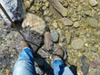 hiker's boots and legs while crossing a stream with little water