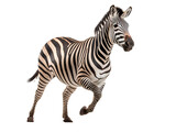 Fototapeta Konie - Zebra running on transparent background PNG