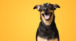 © Vincius - Happy smiling black and brown dog isolated on yellow background studio shot