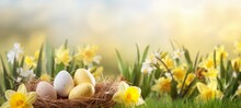 Easter Holiday Celebration Banner Greeting Card Banner - White Yellow Easter Eggs In A Bird Nest Basket And Yellow Daffodils Flowers