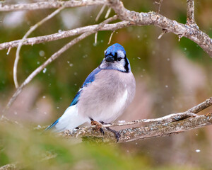 Wall Mural - Blue Jay Photo and Image.  Close-up front view perched in the winter time with falling snow and a blur soft background in its environment and habitat surrounding. Jay Picture. Christmas Card Picture.