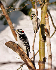 Wall Mural - Woodpecker Image and Photo.  Couple bird close-up profile view clinging to  a tree branch with a forest background in its environment and habitat surrounding.