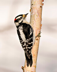 Wall Mural - Woodpecker Photo and Image.  Side view male climbing a birch tree trunk with a blur background in its environment and habitat surrounding.