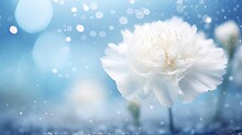Elegant White Carnation On Right With Captivating Bokeh Background And Ample Text Space