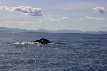 view on a whale in the skjálfandi bay in northern iceland