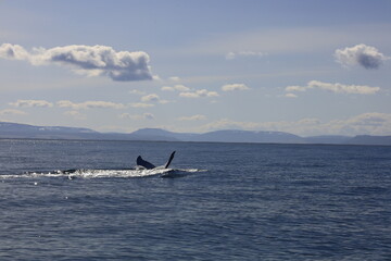 view on a whale in the skjálfandi bay in northern iceland