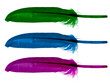Oblong Bird Feathers. No Background. Vibrant Green, Violet and Bright Blue Long Smooth Plums. Backlit.
