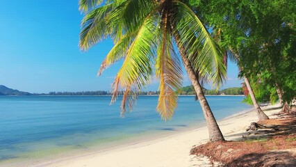 Wall Mural - beautiful coconut palm tree on tropical beach