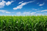 Lush green cornfield under a vibrant blue sky with fluffy white clouds