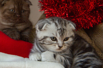 Wall Mural - gray Scottish fold kitten under the Christmas tree