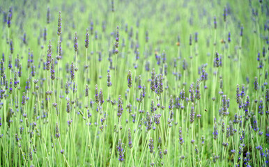 Poster - Fragrant blue lavender flowers blossoming as nature background