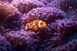 a clownfish in a anemone