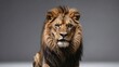 A majestic lion sits with a stern expression, its luxurious mane and intense stare captured in a minimalist photography studio with a neutral background.