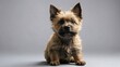 Cairn Terrier puppy sitting attentively in a studio, showcasing its small stature, shaggy tan coat, and perky ears, against a neutral background.