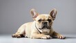 A French Bulldog with a pale fawn coat and classic broad face sits on a grey background, its alert stance and perky ears indicative of its playful and inquisitive demeanor.