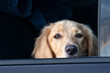 A sad looking golden retriever dog with its head on an open truck door's window. The animal has long golden hair, dark eyes, a wet black nose. The pet has long fluffy ears. The dog is looking forward.