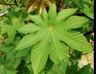 Star shaped large green leaves of Ricinus communis or Castor bean plant.
