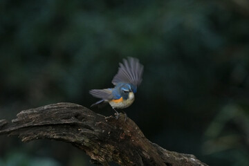 Canvas Print - red flanked blue tail in a forest