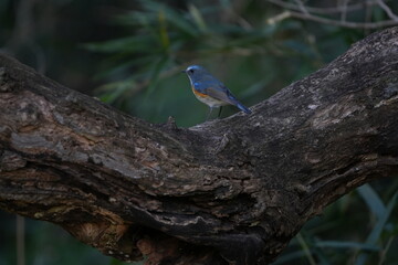 Wall Mural - red flanked blue tail in a forest