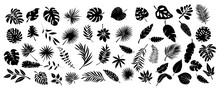 Set Of Black Silhouettes Of Tropical Leaves Palms, Trees. Vector