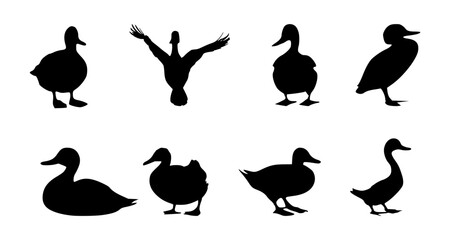 Wall Mural - set of duck silhouettes on isolated background