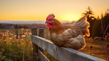 Hen Perched On A Quaint Wooden Fence At Sunrise
