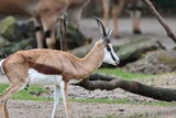 Fototapeta Sawanna - antelope in the zoo