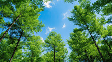 Clear Blue Sky And Green Trees Seen From Below