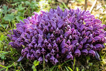 The parasitic plant Lathraea clandestina 