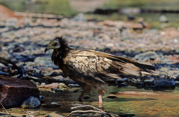 Poster - Egyptian vulture