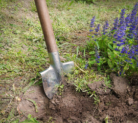 Canvas Print - Digging virgin soil among the flowers