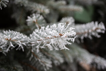 Poster - frozen fir branches in winter