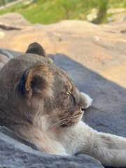 animal in zoo