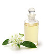Lemon myrtle flowers and leaves, essential oil ingredients