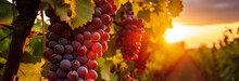 Red Grapes With Leaves On The Vine At Sunset